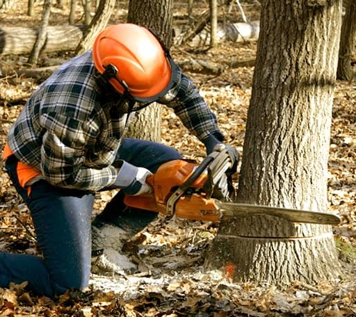 Tree Removal in Carson City, MI